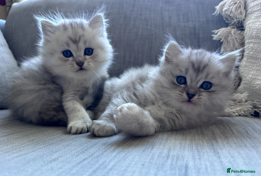 Mixed Breed cats for sale: Beautiful Fluffy Kittens – BritishLonghair&Ragdoll in Penicuik - Advert 1
