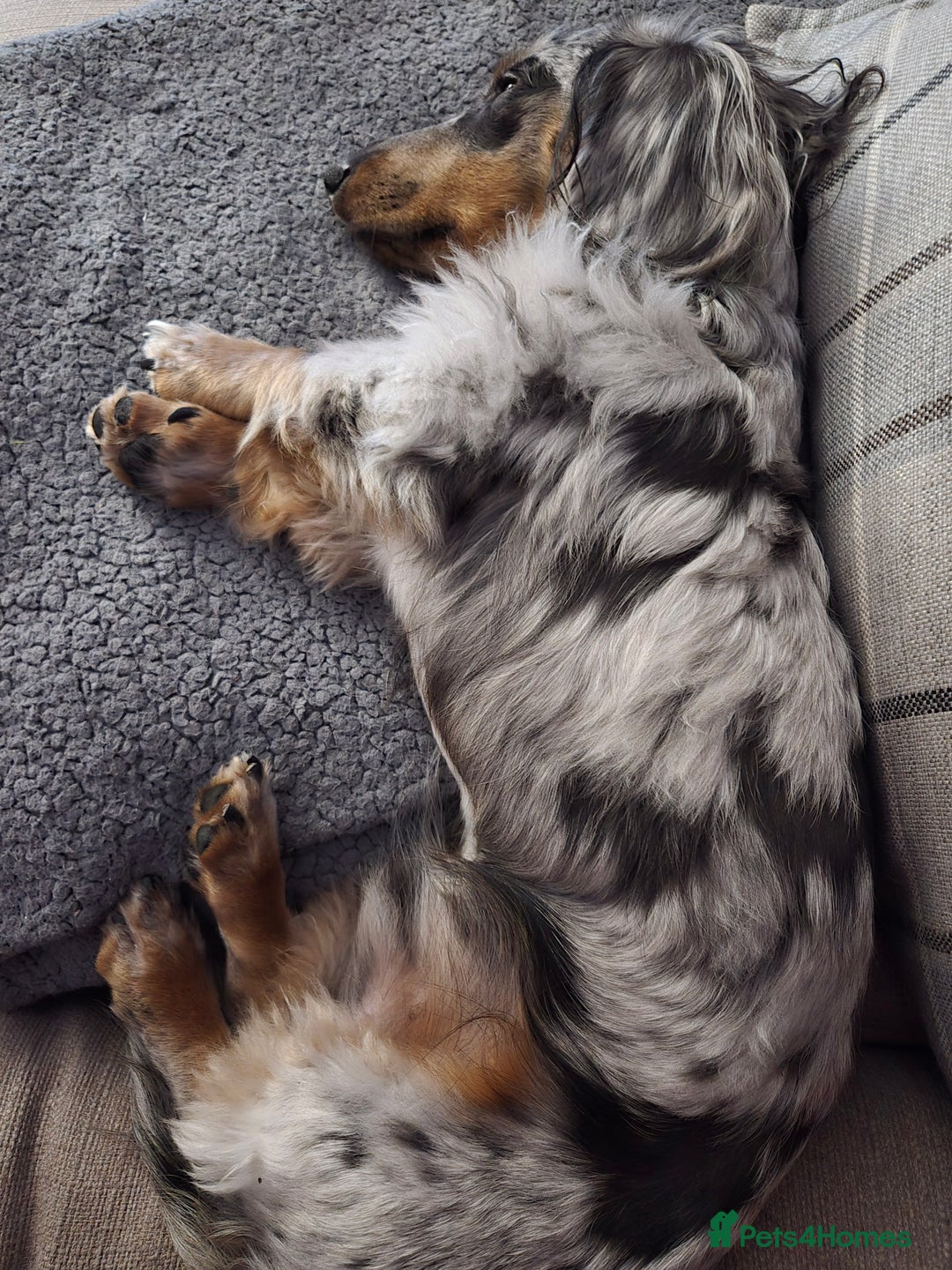 Miniature Dachshund dogs for sale: 9 Month Old Silver Dapple Long Haired Dachshund  - Advert 4