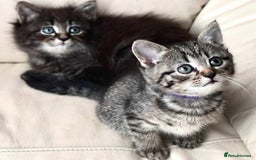Norwegian Forest Cat cats for sale: Chunky Tabby kittens ready for their new homes  - Image 3