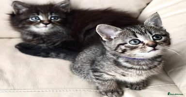 Norwegian Forest Cat cats - Advert 16