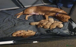 Labrador Retriever dogs for sale: Fox red labrador puppies - Advert 1