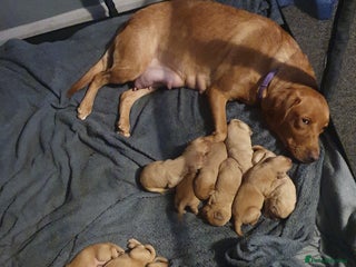 Labrador Retriever dogs Fox red labrador puppies - Advert 2