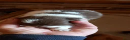 Pomeranian dogs for sale: Pomerainian puppies - Advert 6