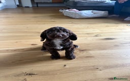 Cockapoo dogs for sale: Cockapoo puppy for sale - Image 3