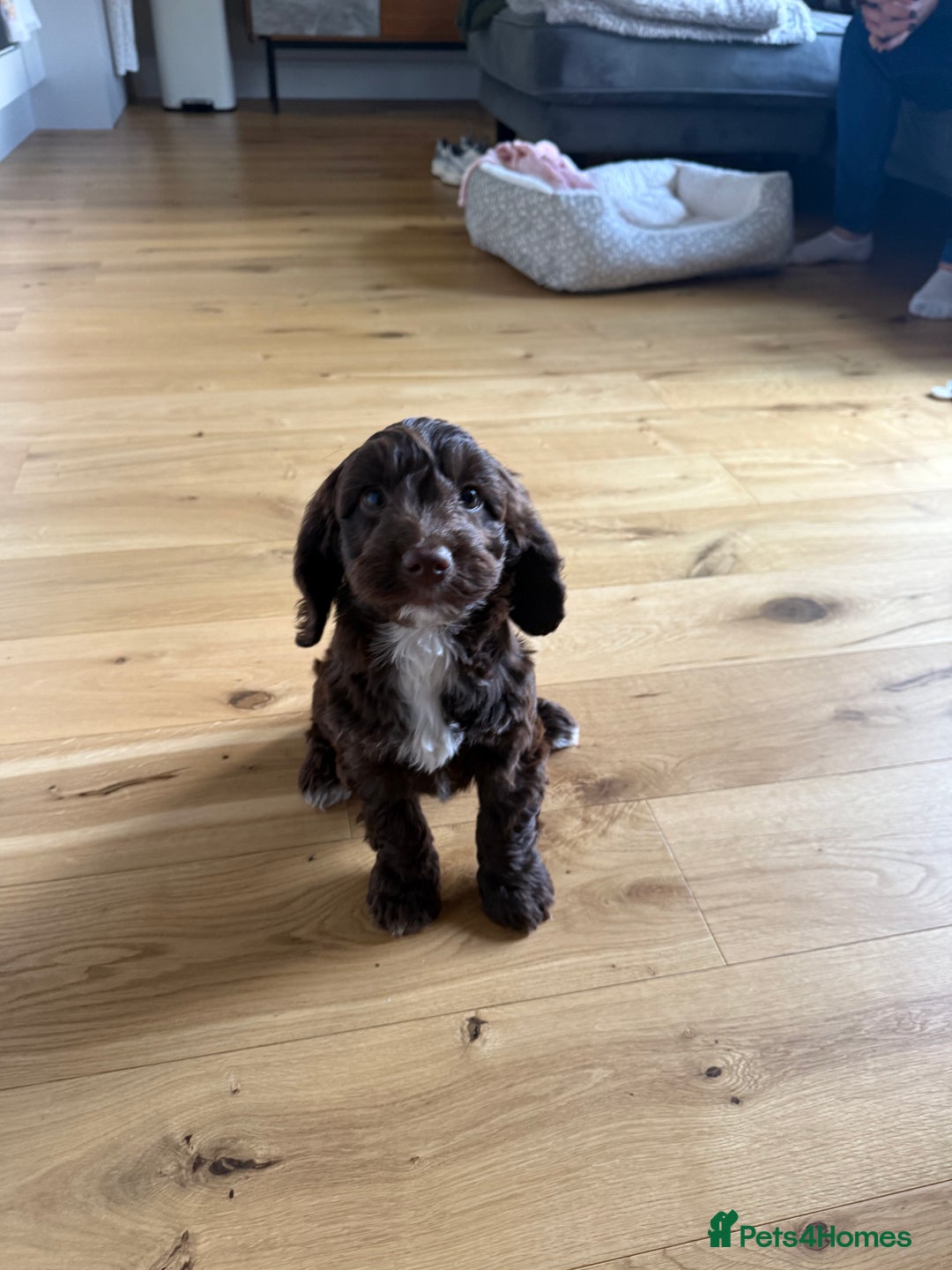 Cockapoo dogs for sale: Cockapoo puppy for sale - Image 3