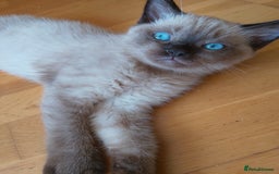 Ragdoll cats for sale: Ragdoll and BSH rare colour kittens (5 left) - Image 11