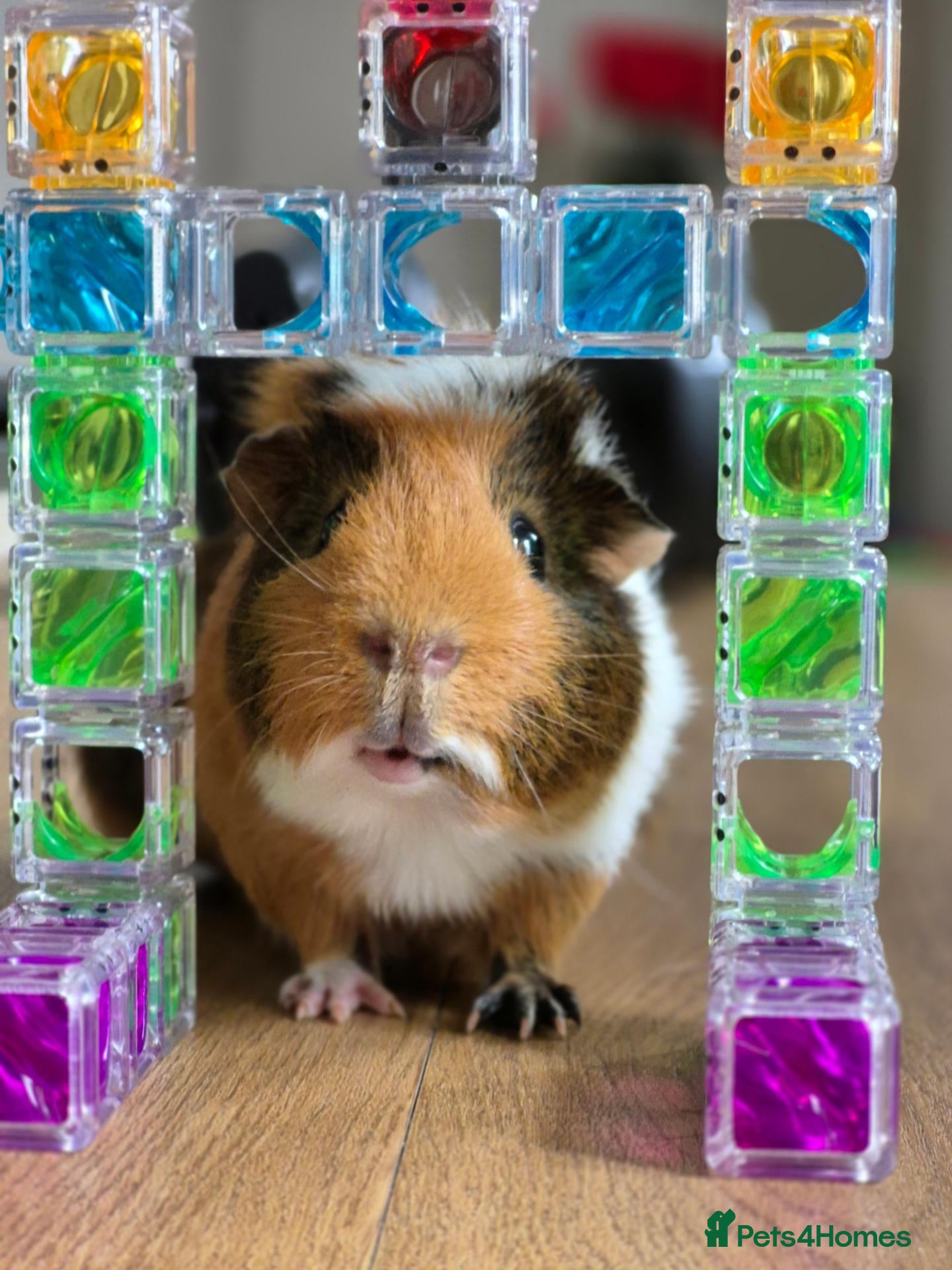 Guinea Pig rodents Guinea pigs for sale with hutch - Advert 1