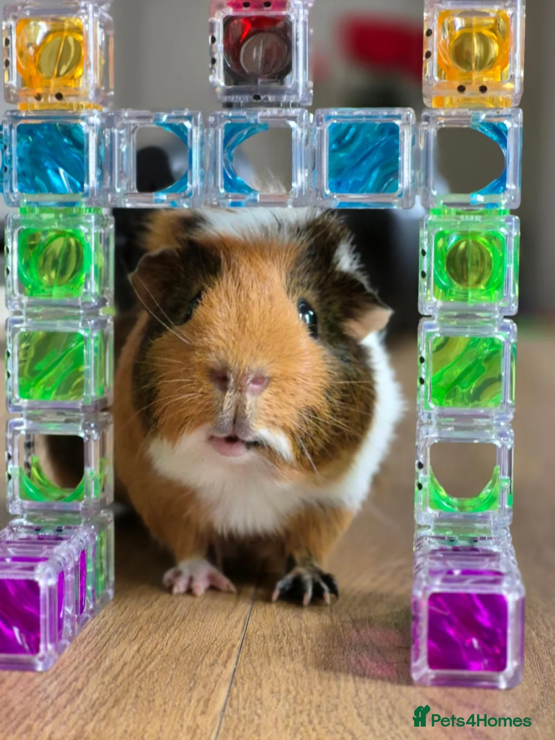 Guinea Pig rodents for sale: Guinea pigs for sale with hutch in Halifax - Advert 1