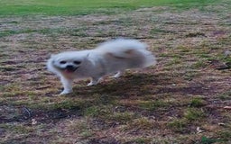 Pomeranian dogs for sale: Outstanding Pomeranian - Advert 3