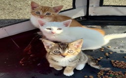 British Shorthair cats for sale: Adorable Kittens! - Image 3
