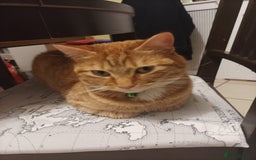 Mixed Breed cats for sale: Female Ginger 4years old  - Advert 3