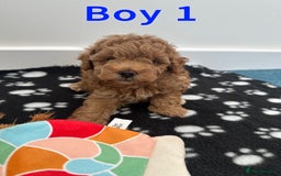 Toy Poodle dogs for sale: Adorable Playful Toy Poodles - 3 Boys Left - Image 5