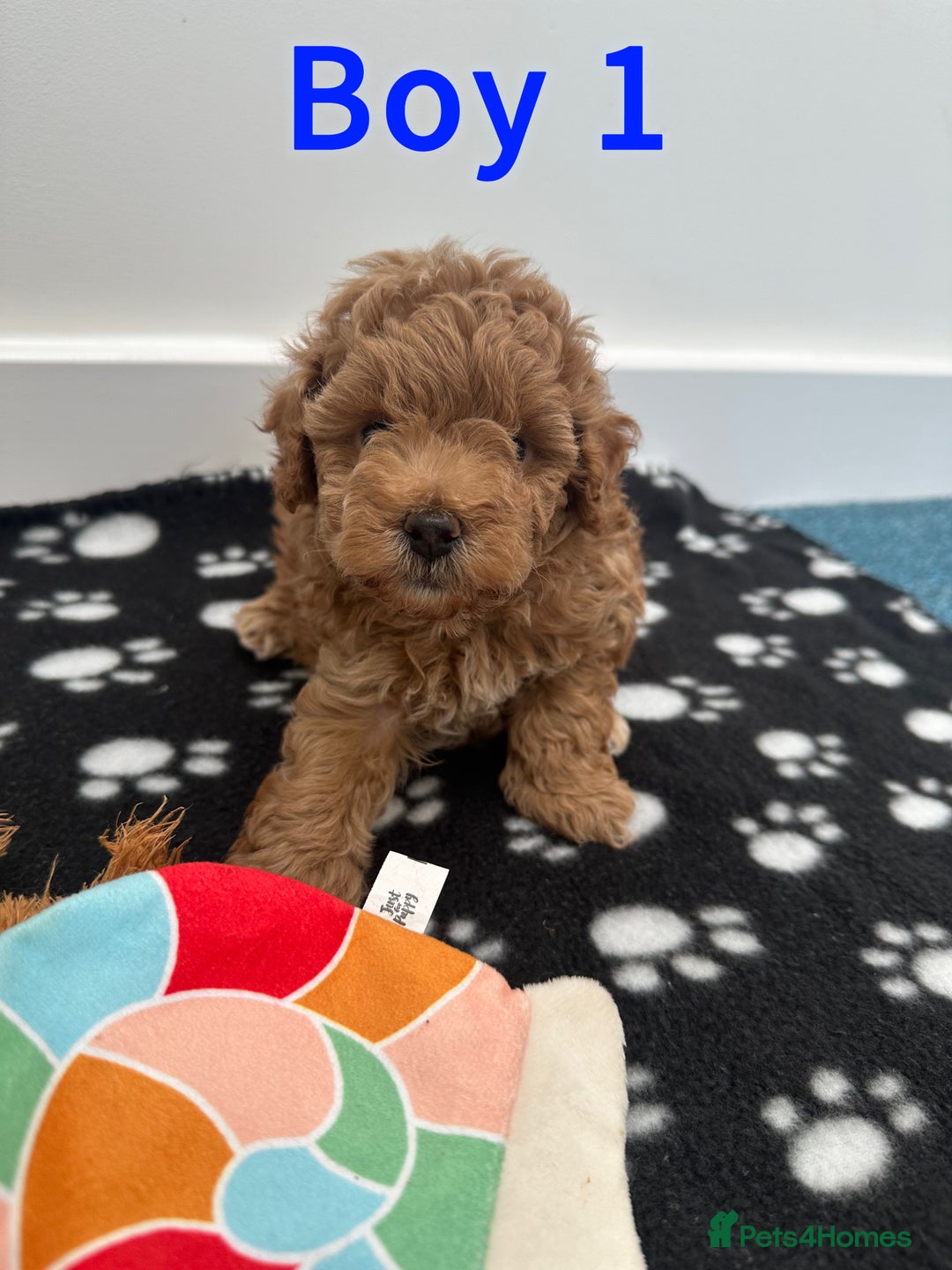 Toy Poodle dogs for sale: Adorable Playful Toy Poodles - 3 Boys Left - Image 5