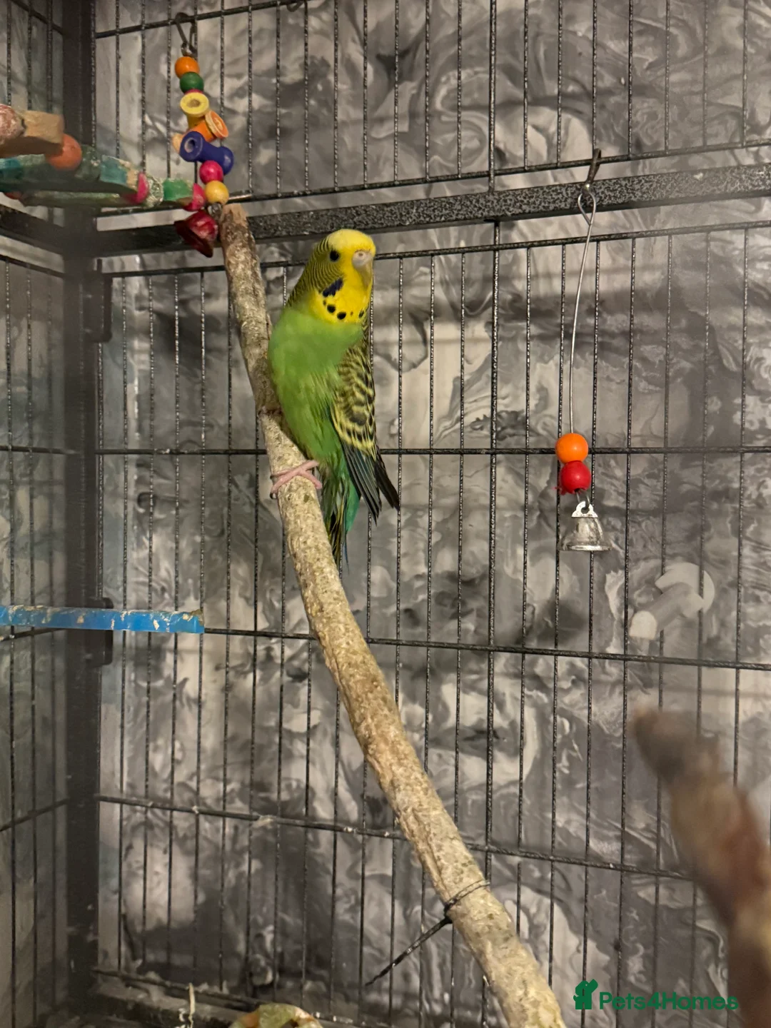 Budgerigars birds for sale: Budgies for sale ,canvey island £20 each. - Advert 4