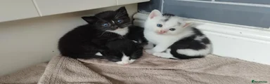 Mixed Breed 6