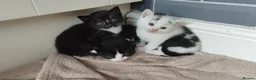 Mixed Breed cats for sale: Tuxedo black and white kittens - Advert 3
