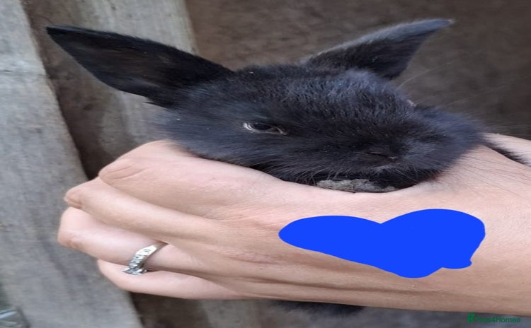 Mini Lop rabbits - Advert 1
