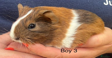 Guinea Pig rodents - Advert 12