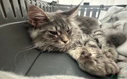 Maine Coon cats for sale: Maine coon kitten  - Image 6