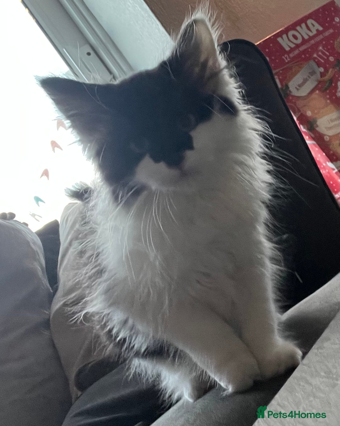 Mixed Breed cats for sale: Beautiful long hair girl needs a home. - Advert 2