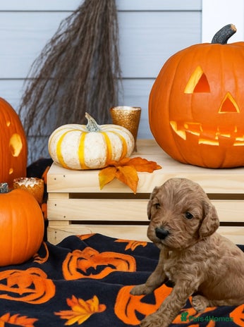 Cavapoo dogs - Advert 2