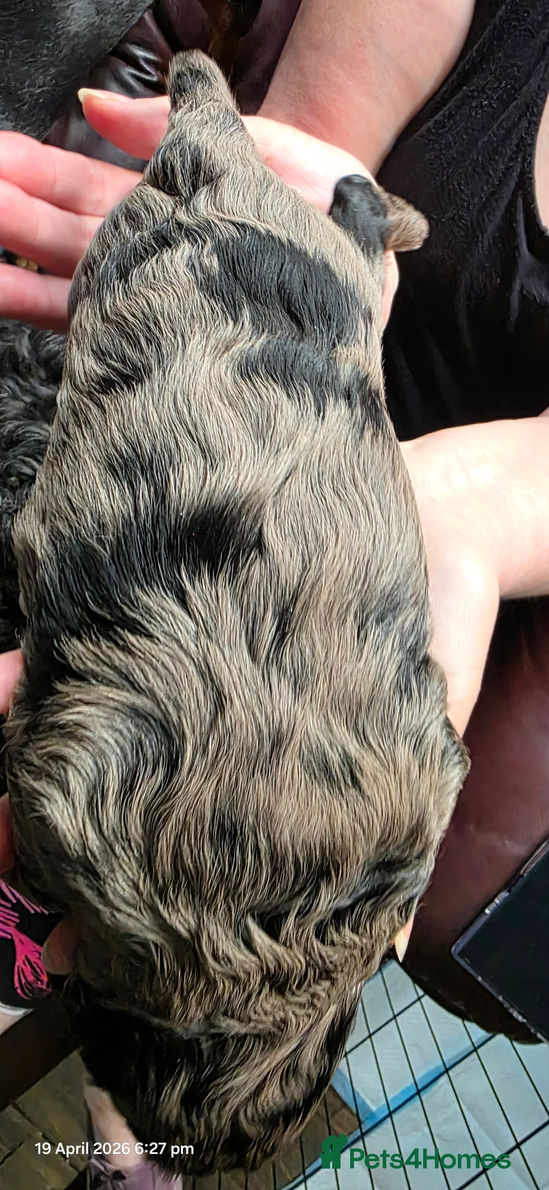 Cockapoo dogs for sale: Adorable Merle & Tuxedo Cockapoo Puppies in Halifax - Advert 33