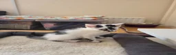 Mixed Breed cats for sale: READY NOW Bengal cross kittens  - Advert 2