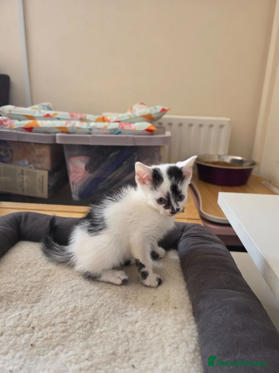 Mixed Breed cats for sale: READY NOW Bengal cross kittens  - Advert 2
