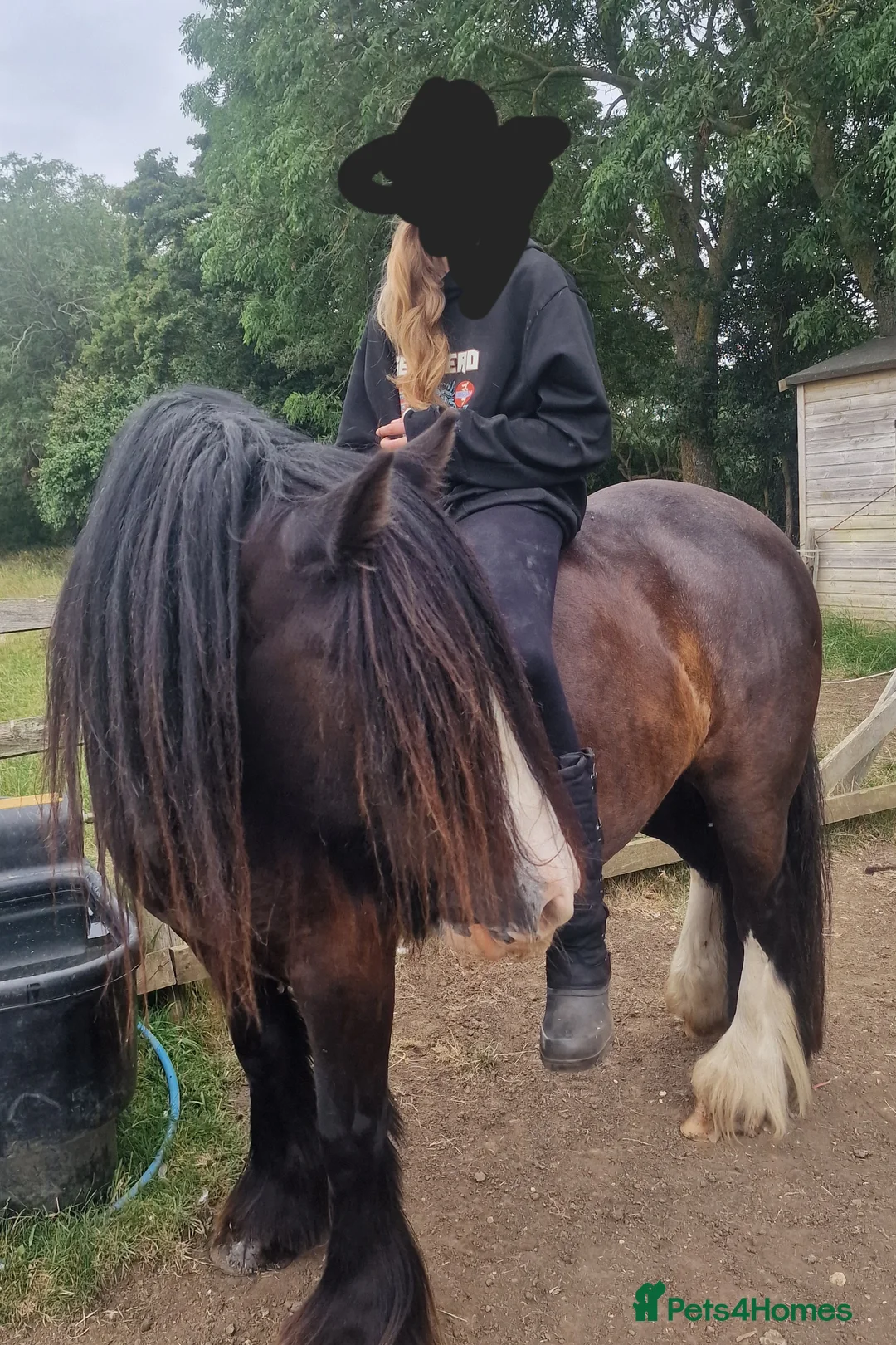 Irish Cob horses for sale: 14hh chunky bay cob gelding  - Advert 3