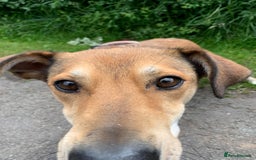 Mixed Breed dogs for adoption: Meet Barney, currently residing in Cheshire  in Nantwich - Image 7