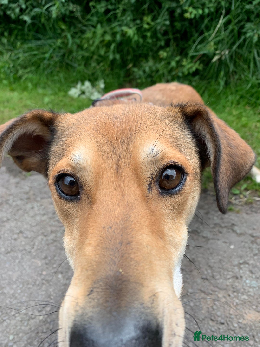 Mixed Breed dogs for adoption: Meet Barney, currently residing in Cheshire  in Nantwich - Image 7