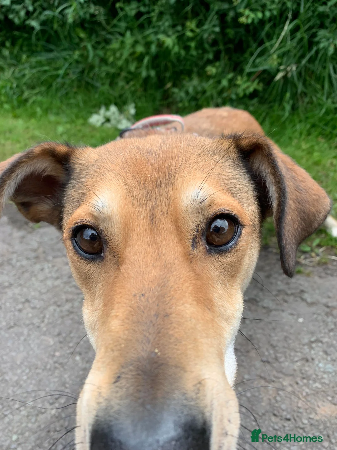 Mixed Breed dogs for adoption: Meet Barney, currently residing in Cheshire  in Nantwich - Advert 7