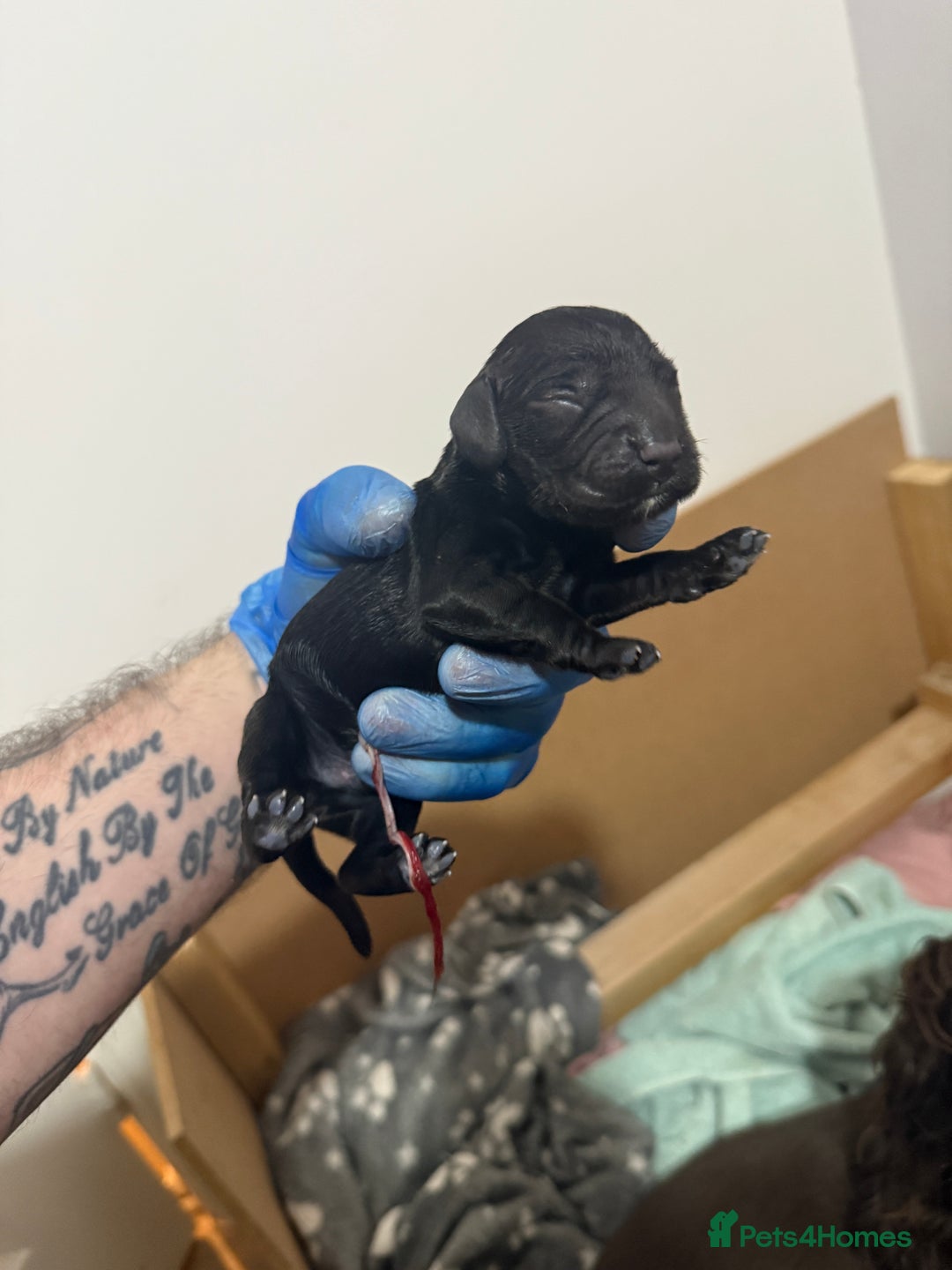 Cocker Spaniel dogs for sale: 6 beautiful Cocker Spaniel puppies.  - Advert 11