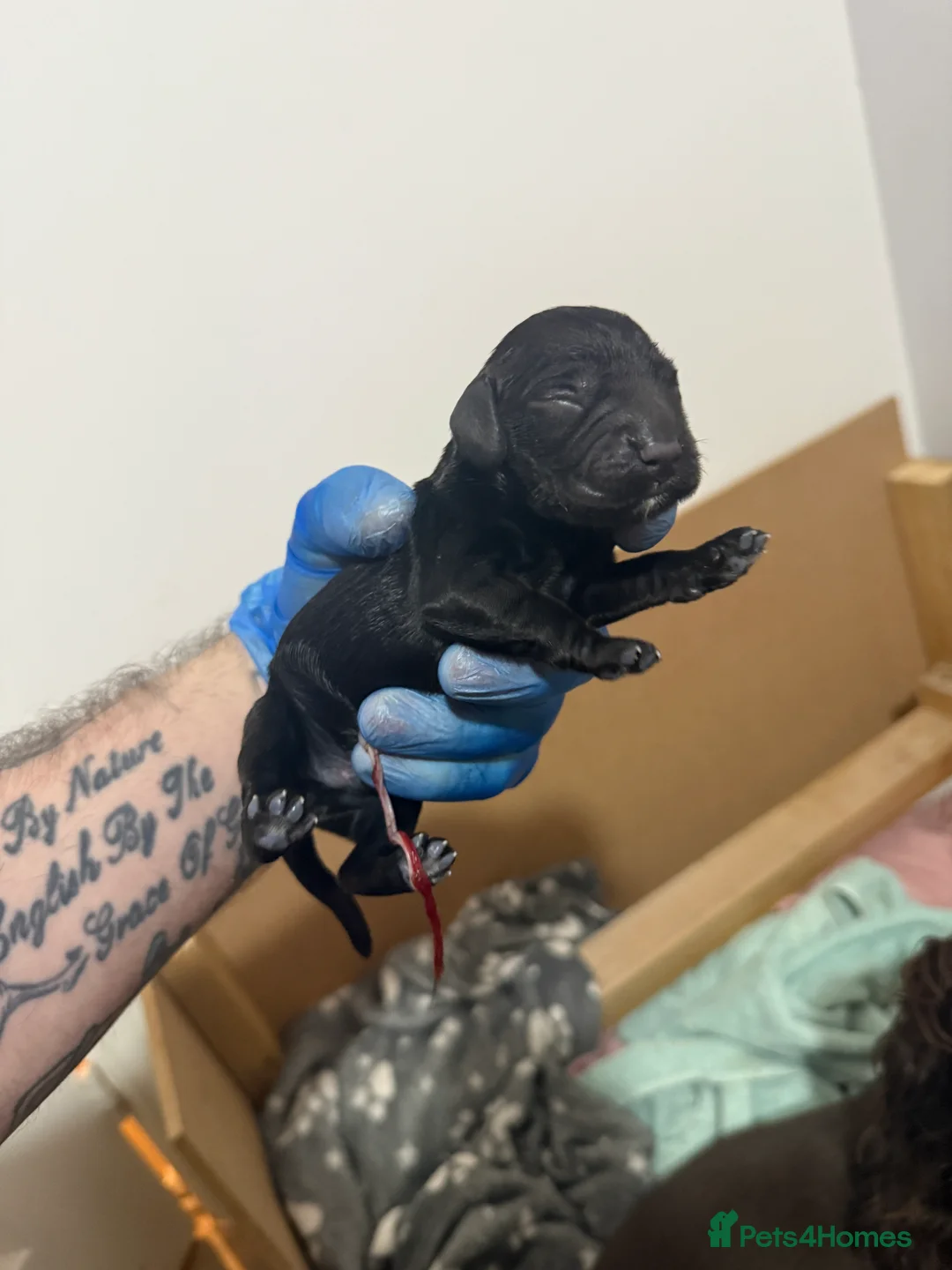 Cocker Spaniel dogs for sale: 3 Cocker Spaniel puppies. AVAILABLE TO VIEW - Advert 12