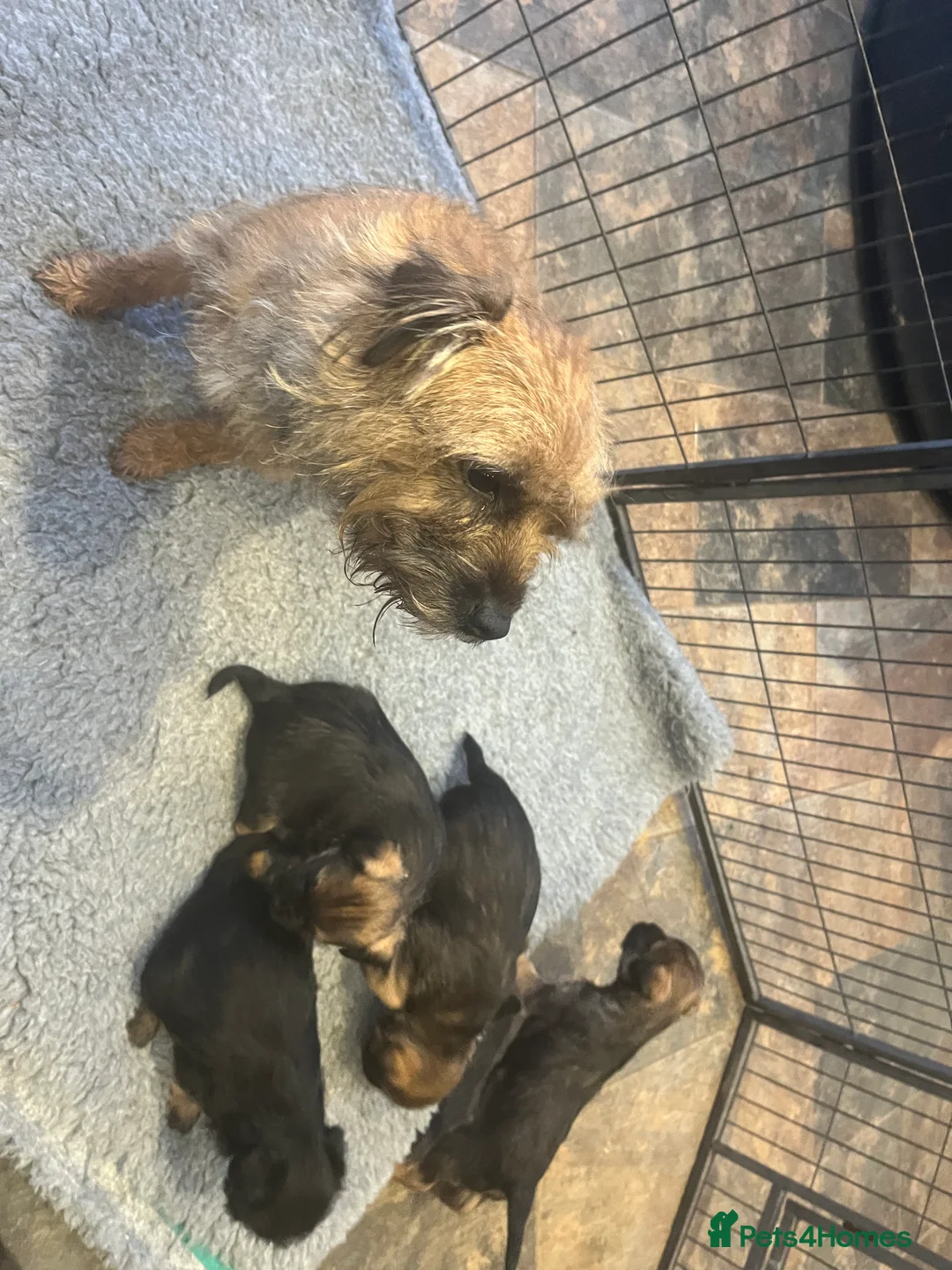 Border Terrier dogs for sale: Beautiful Border Terrier puppies  - Advert 2