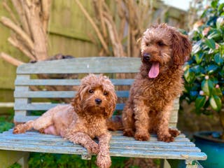 Cavapoo dogs Prolific Cavapoo F1B stud 100% success in Winkleigh - Advert 1
