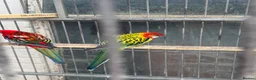 Parakeets birds for sale: Rossella  - Advert 10
