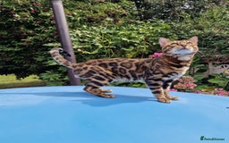 Bengal cats for stud: Bengal cat for stud, Fabio. in Peterborough - Image 6