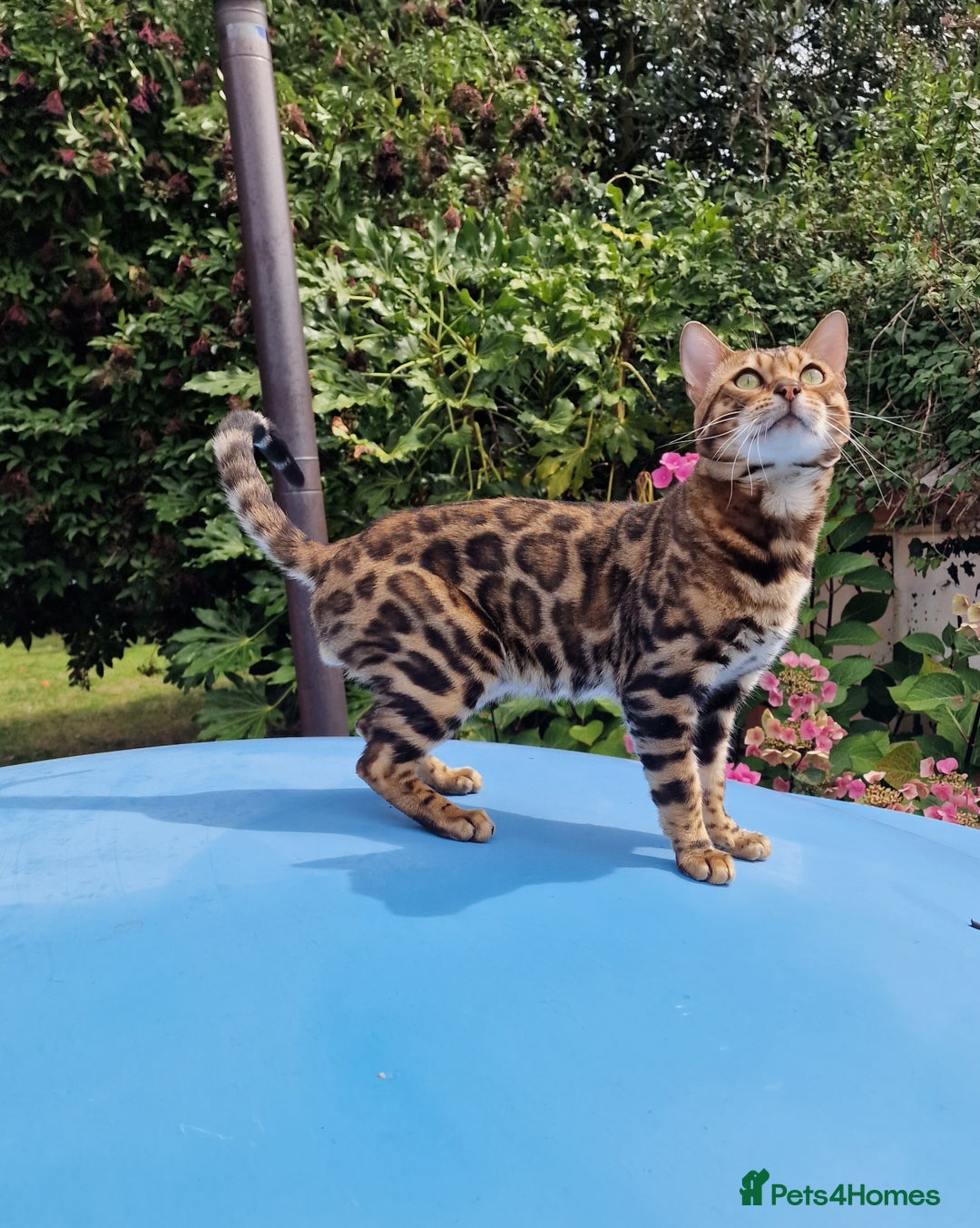 Bengal cats for stud: Bengal cat for stud, Fabio. in Peterborough - Image 6