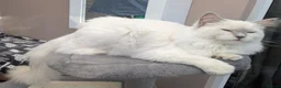 Ragdoll cats for stud: ❤️GCCF Registered❤️Lilac Point ragdoll   - Advert 10