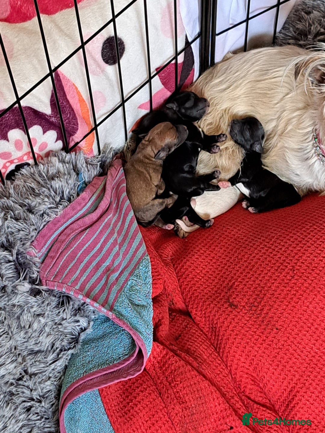 Mixed Breed dogs for sale: Miniature mix breed puppies  - Image 10