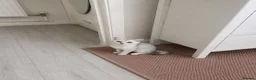 British Shorthair cats for sale: Gorgeous British Short Hair Kittens  in London - Advert 7