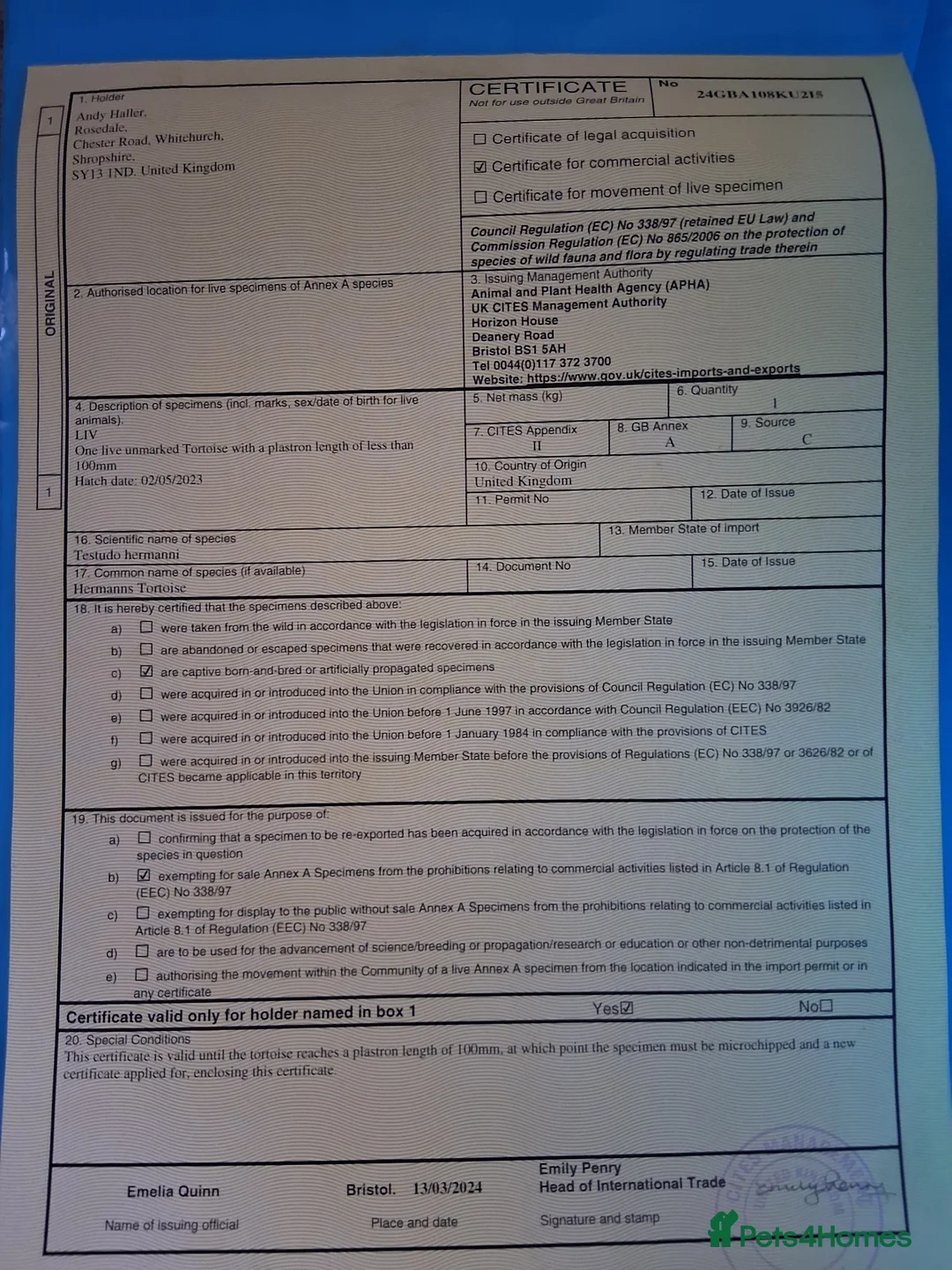 Tortoise reptiles for sale: 3 year old Herman Tortoise free to loving home in Shrewsbury - Advert 3