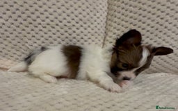 Papillon dogs for sale: Beautiful KC registered papillon puppies for sale - Image 17