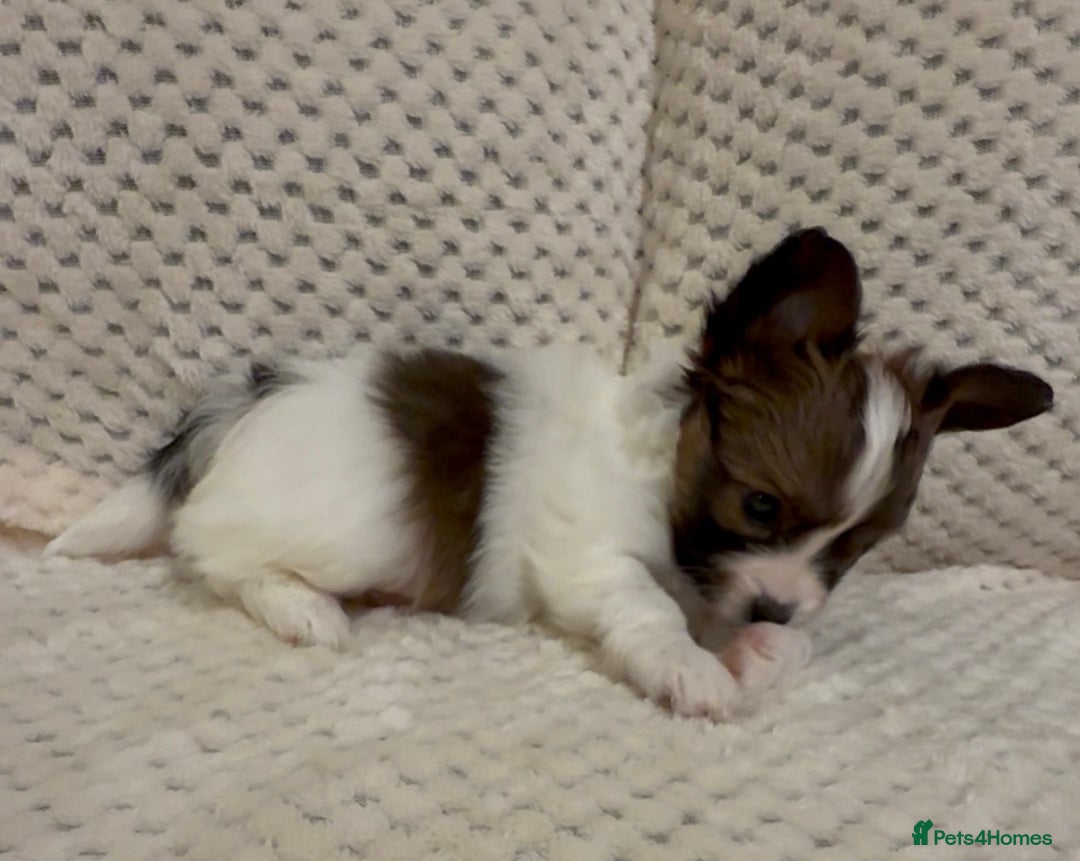 Papillon dogs for sale: Beautiful KC registered papillon puppies for sale - Image 17