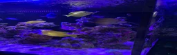 Shrimps fish for sale: Saltwater Marine Fish, complete set up - Advert 2