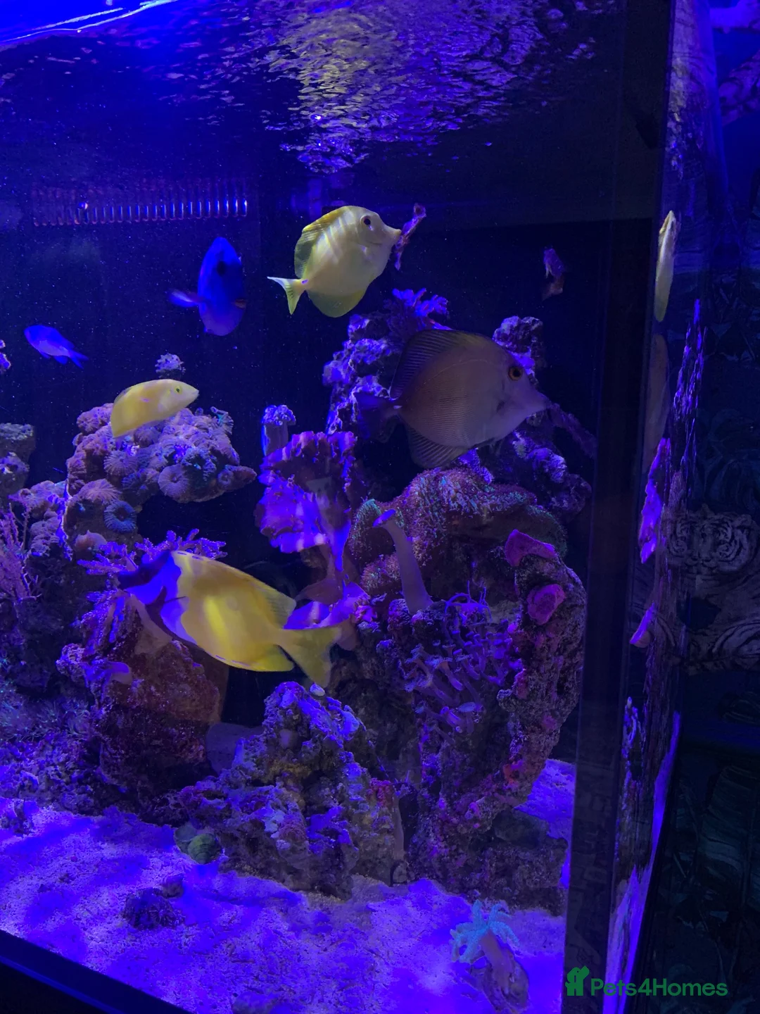 Shrimps fish for sale: Saltwater Marine Fish, complete set up - Advert 2