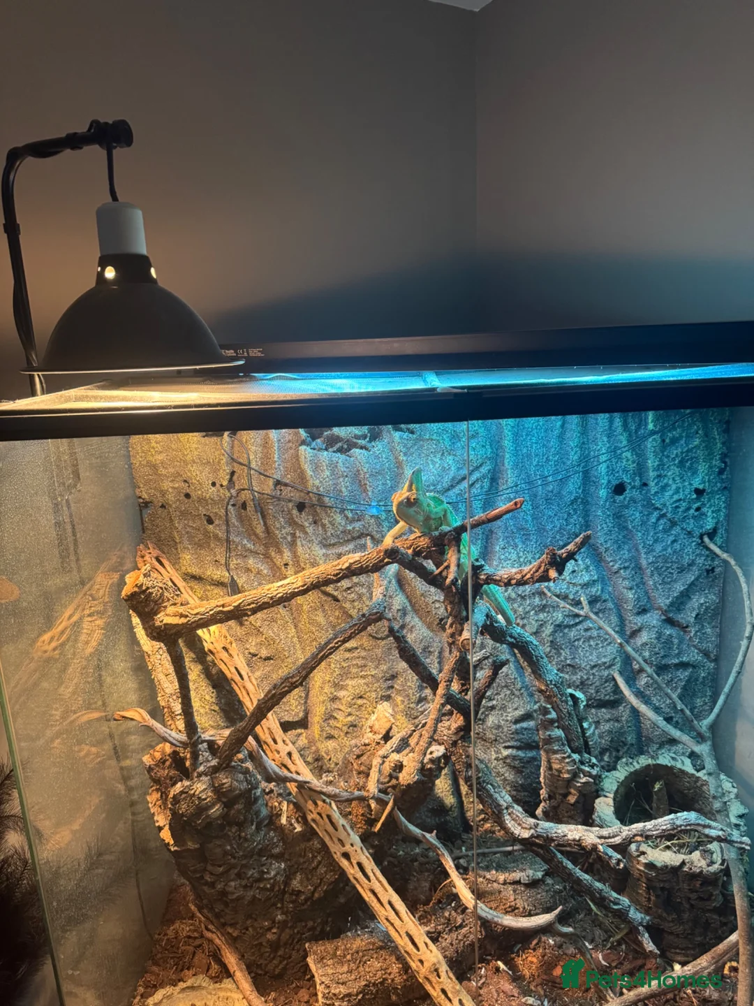 Chameleon reptiles for sale: Male Chameleon  in Liverpool - Advert 7
