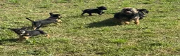 Mixed Breed dogs for sale: Border terrier x Jack Russell terrier puppies 🏡 - Advert 38