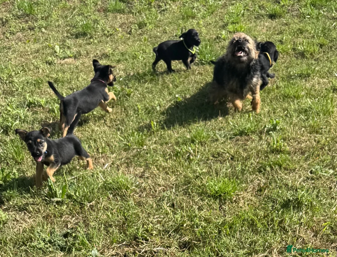 Mixed Breed dogs for sale: Border terrier x Jack Russell terrier puppies 🏡 - Advert 38